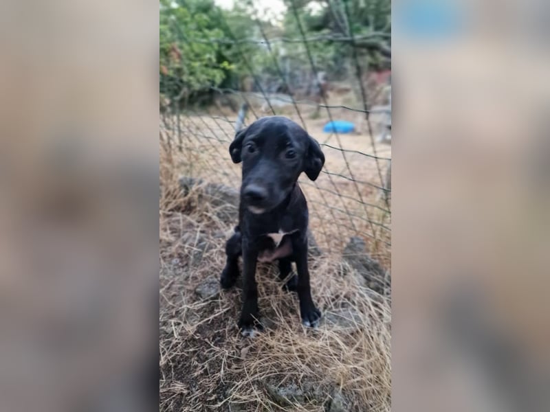 LOANA ❤️  wartet in 52441 Linnich-Gereonsweiler auf Dich