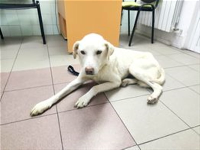 WHITEY ❤️ EILIG sucht Zuhause oder Pflegestelle