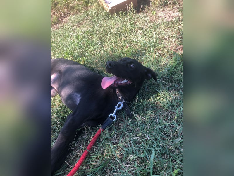 ONYX ❤ sucht Zuhause oder Pflegestelle