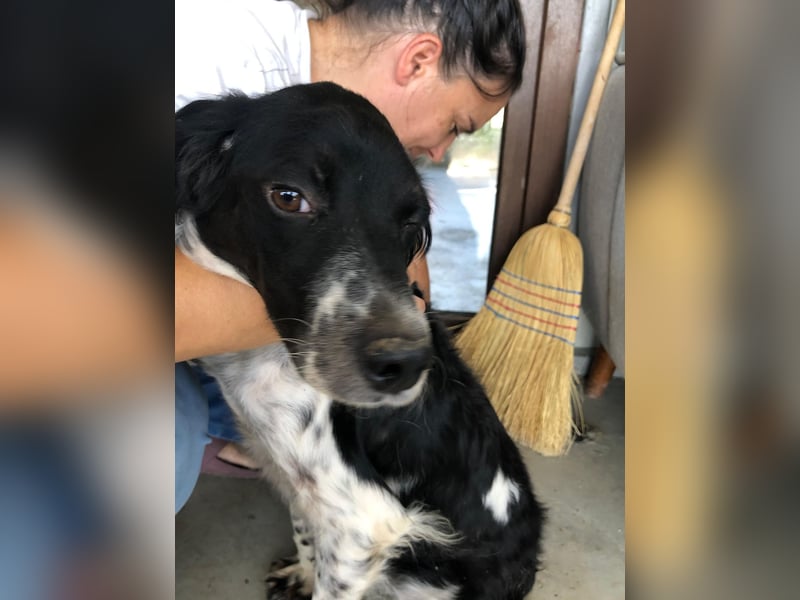 SHELLY ❤️ sucht Zuhause oder Pflegestelle