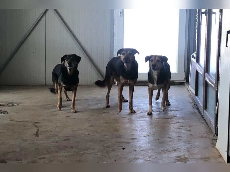 NAYLA ❤ EILIG! sucht Zuhause oder Pflegestelle