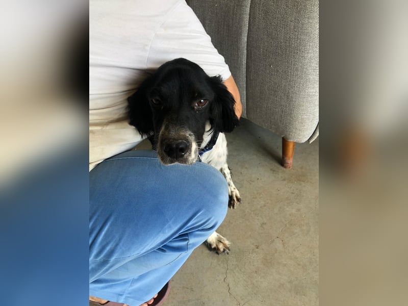SHELLY ❤️ sucht Zuhause oder Pflegestelle