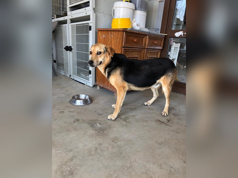 COCO ❤️ sucht Zuhause oder Pflegestelle