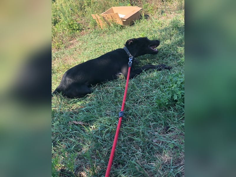 ONYX ❤ sucht Zuhause oder Pflegestelle