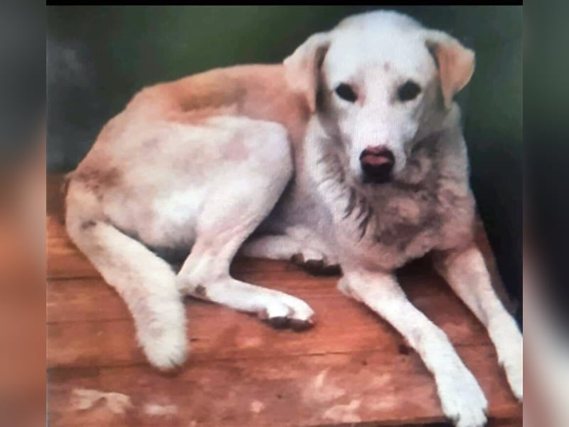 WHITEY ❤️ EILIG sucht Zuhause oder Pflegestelle