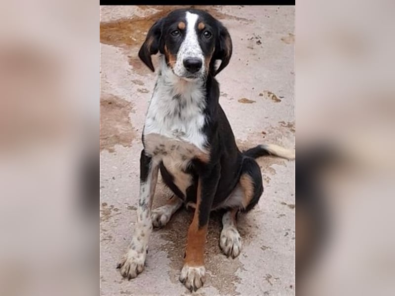 HELEN ❤ sucht Zuhause oder Pflegestelle