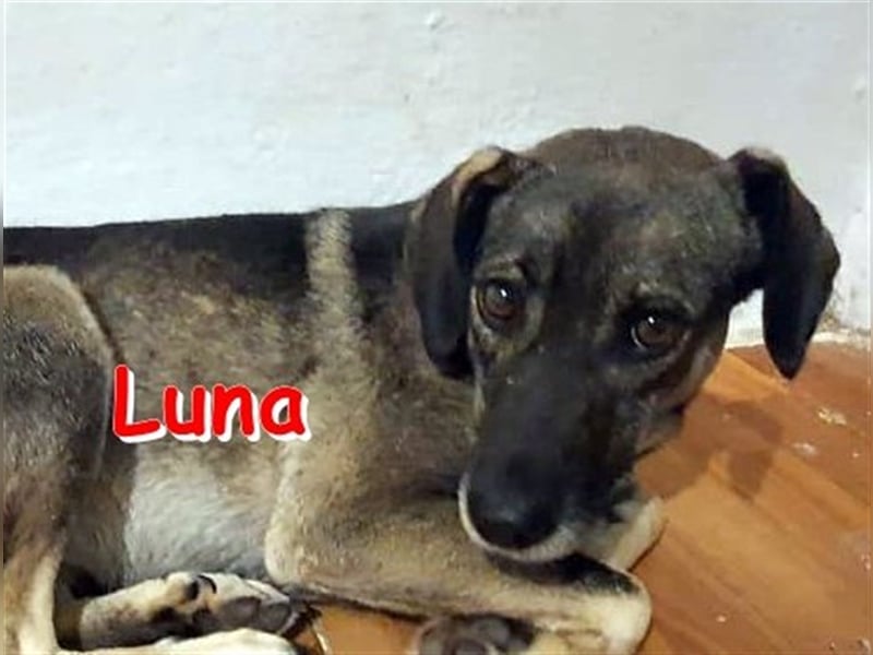 LUNA ❤ sucht Zuhause oder Pflegestelle