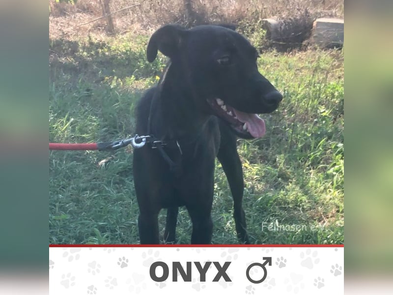 ONYX ❤ sucht Zuhause oder Pflegestelle