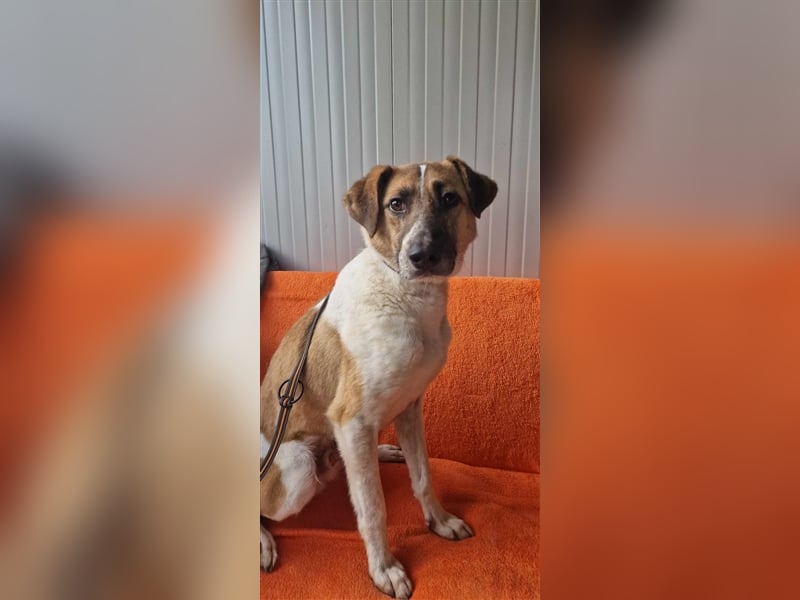 SVEN ❤ EILIG! sucht Zuhause oder Pflegestelle