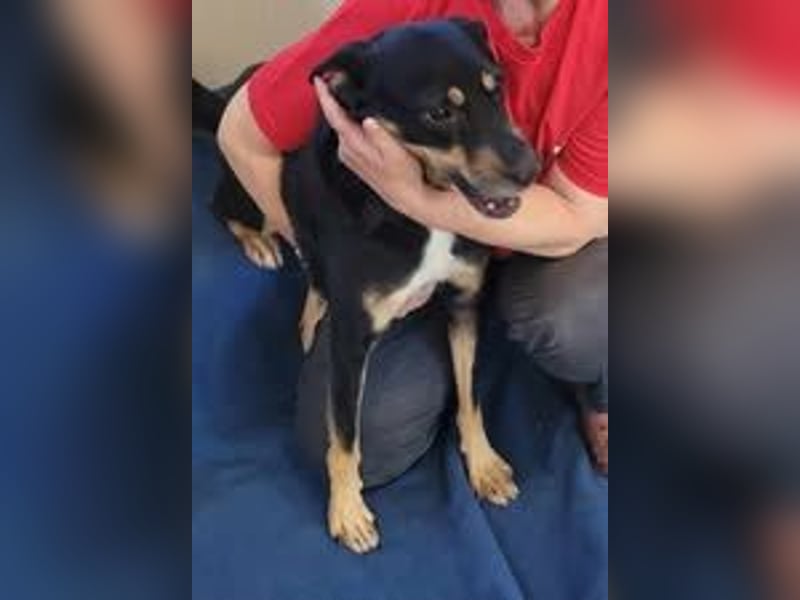 BOY ❤ EILIG! sucht Zuhause oder Pflegestelle