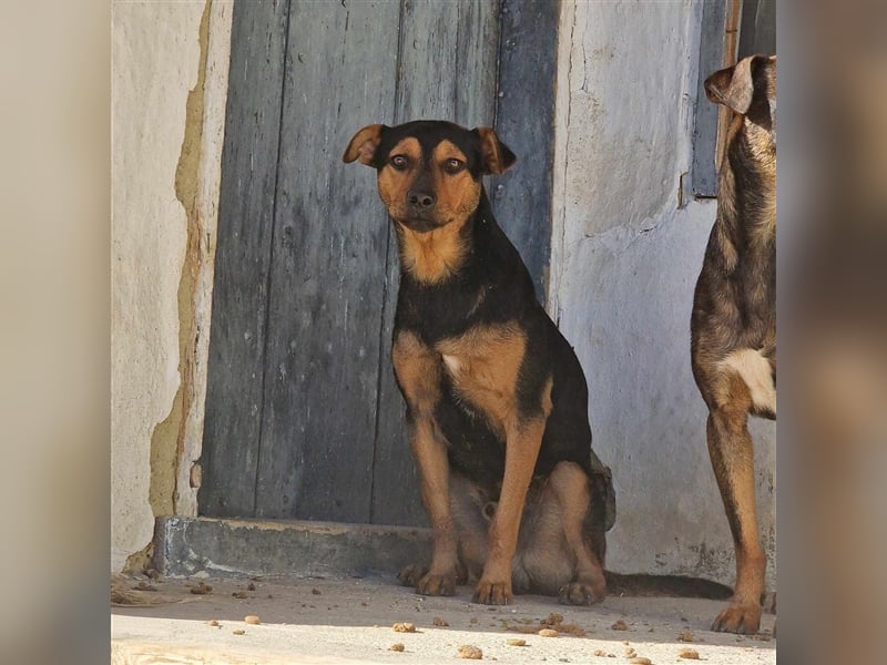 TRINO ❤ EILIG! sucht Zuhause oder Pflegestelle