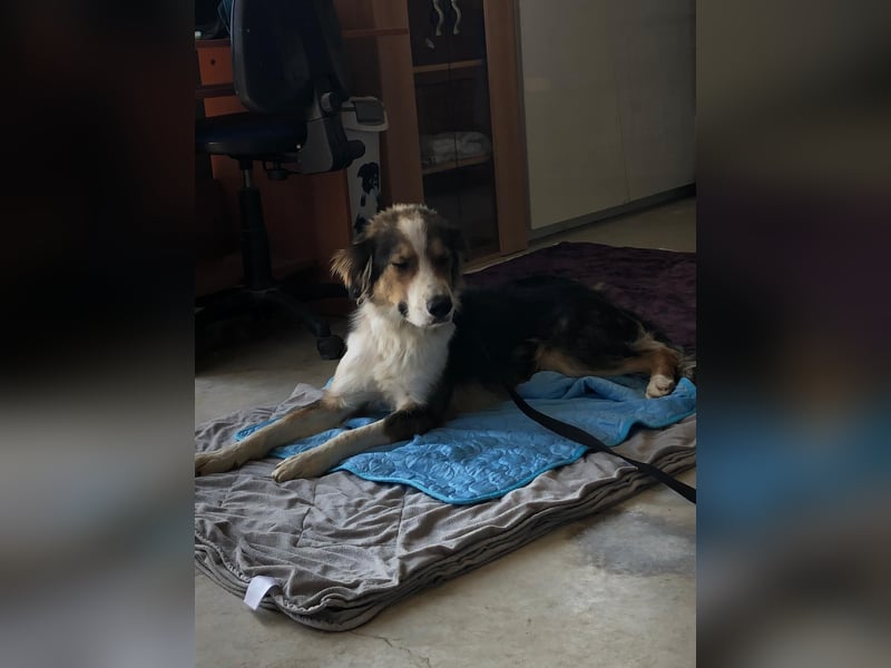 DANY ❤️  sucht Zuhause oder Pflegestelle