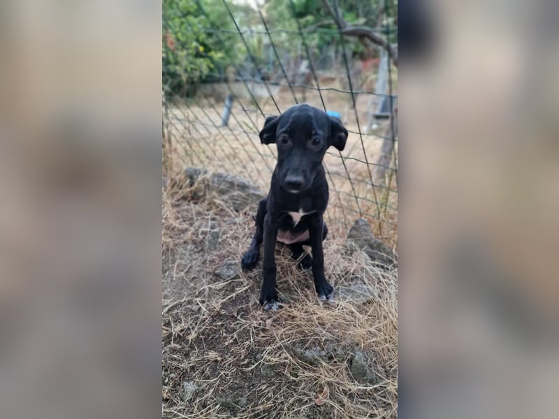 LOANA ❤️  wartet in 52441 Linnich-Gereonsweiler auf Dich