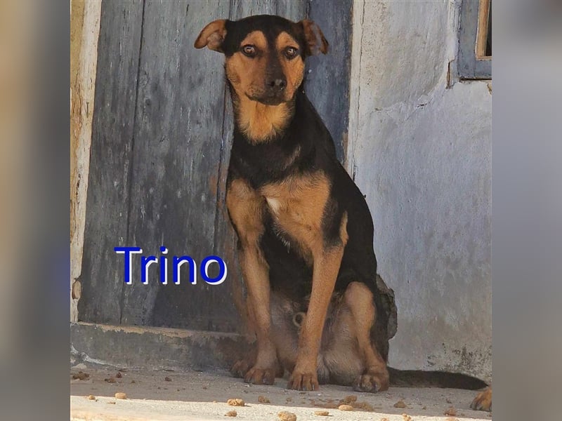 TRINO ❤ EILIG! sucht Zuhause oder Pflegestelle
