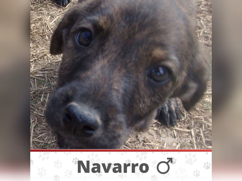 NAVARRO ❤ EILIG! sucht Zuhause oder Pflegestelle NAVARRO ❤ EILIG! sucht Zuhause oder Pflegestelle