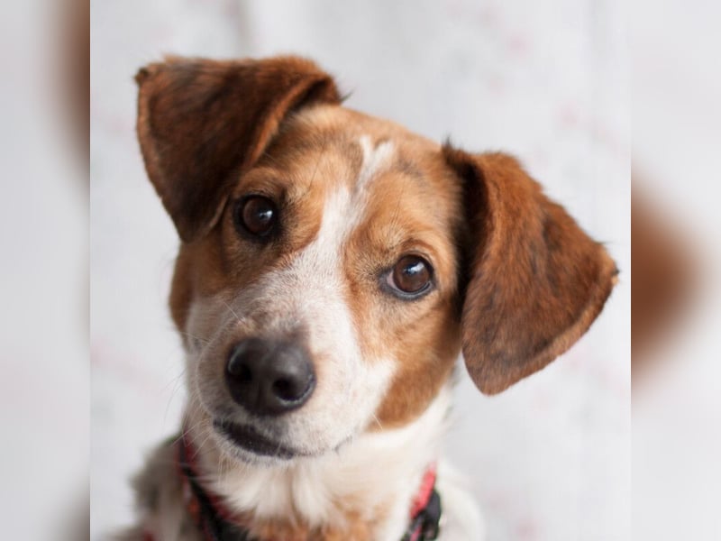 Mondo - schlauer, anhänglicher Freund fürs Leben - Tierhilfe Franken e.V.