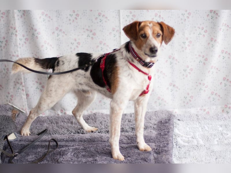 Mondo - schlauer, anhänglicher Freund fürs Leben - Tierhilfe Franken e.V.