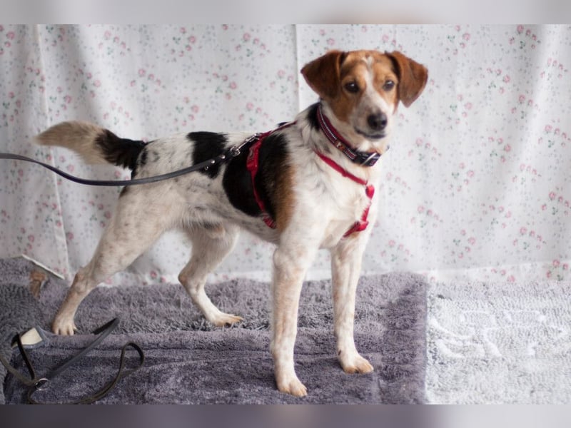 Mondo - schlauer, anhänglicher Freund fürs Leben - Tierhilfe Franken e.V.