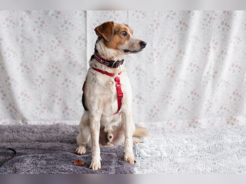 Mondo - schlauer, anhänglicher Freund fürs Leben - Tierhilfe Franken e.V.