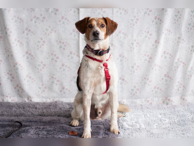 Mondo - schlauer, anhänglicher Freund fürs Leben - Tierhilfe Franken e.V.