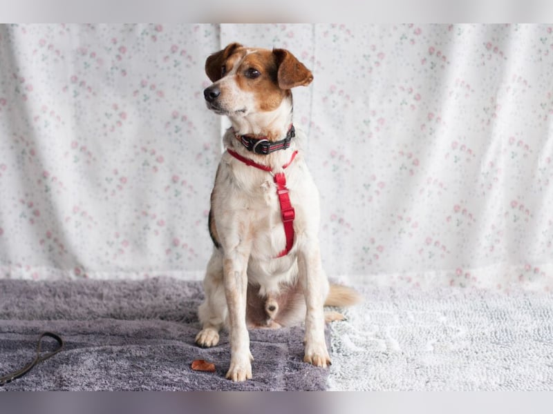 Mondo - schlauer, anhänglicher Freund fürs Leben - Tierhilfe Franken e.V.