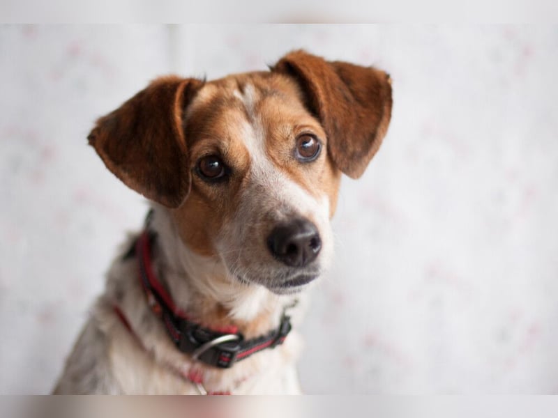 Mondo - schlauer, anhänglicher Freund fürs Leben - Tierhilfe Franken e.V.