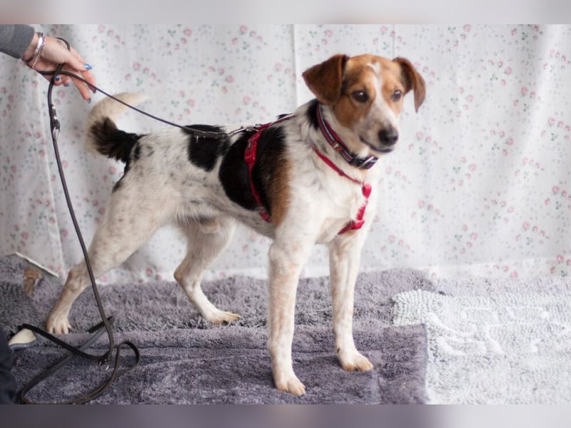 Mondo - schlauer, anhänglicher Freund fürs Leben - Tierhilfe Franken e.V.