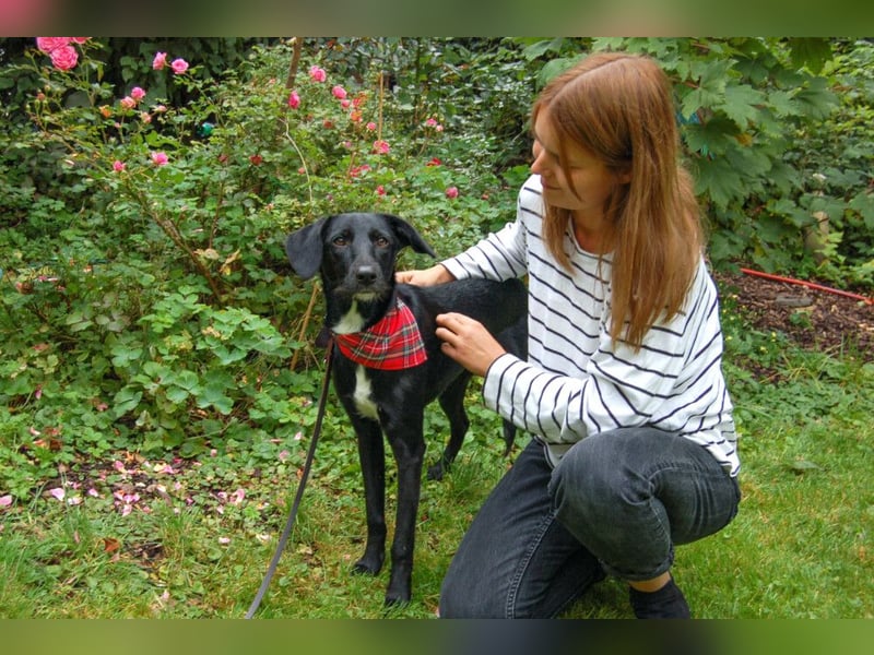 Meddie - verschmuste, neugierige junge Hündin - Tierhilfe Franken e.V.