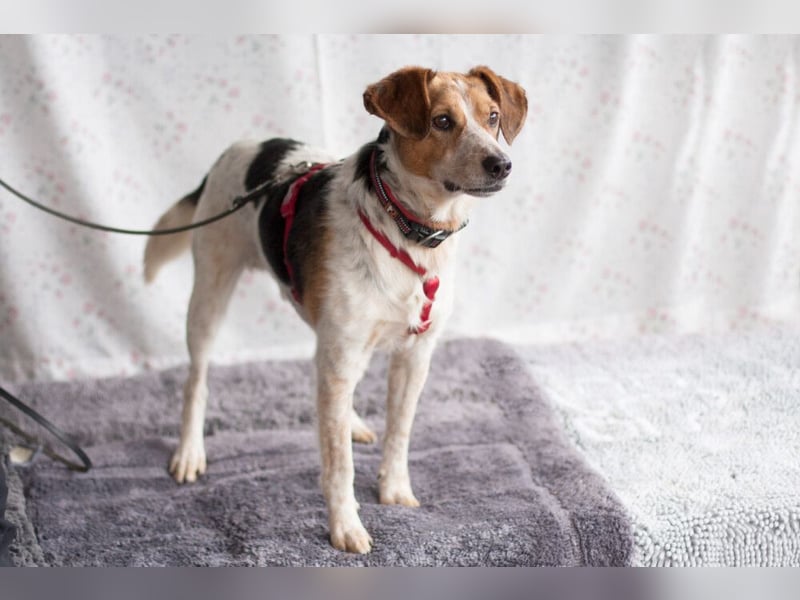 Mondo - schlauer, anhänglicher Freund fürs Leben - Tierhilfe Franken e.V.