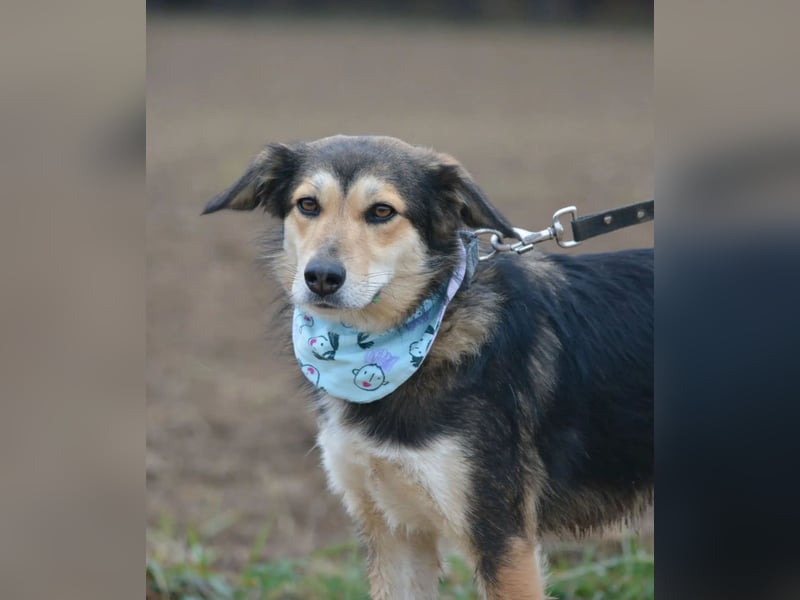 „Bela“, eine ganz tolle, liebe und sehr gut verträgliche Hündin, liebt lange Spaziergänge