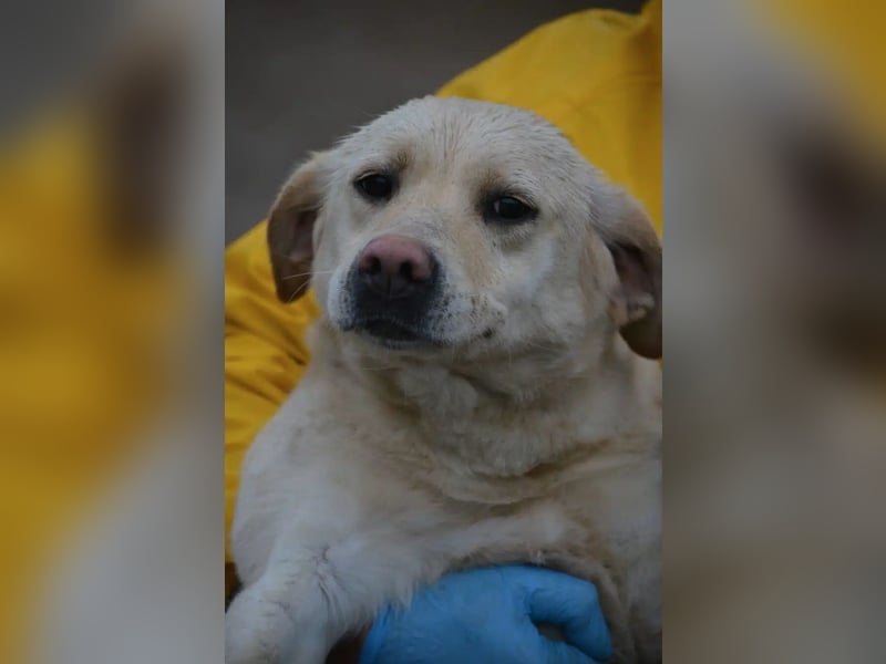 „Möhrchen“, noch scheu, ca. 2023 geboren, sucht Hundehalter mit Einfühlungsvermögen