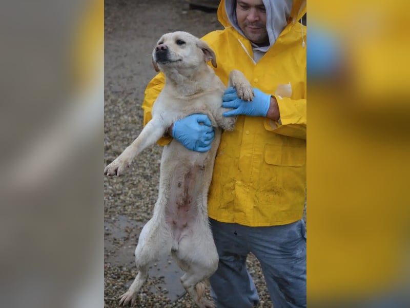 „Möhrchen“, noch scheu, ca. 2023 geboren, sucht Hundehalter mit Einfühlungsvermögen