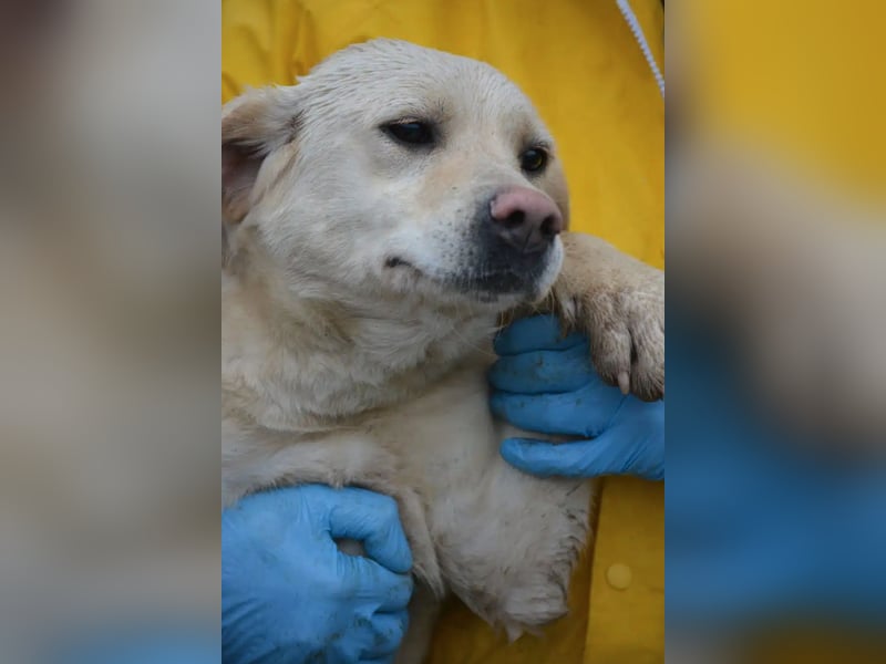 „Möhrchen“, noch scheu, ca. 2023 geboren, sucht Hundehalter mit Einfühlungsvermögen