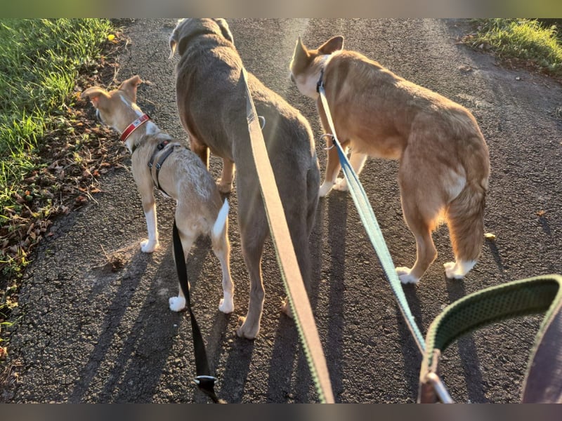 Lia, kleine Hundedame in Deutschland
