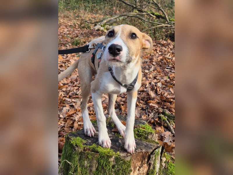 Lia, kleine Hundedame in Deutschland