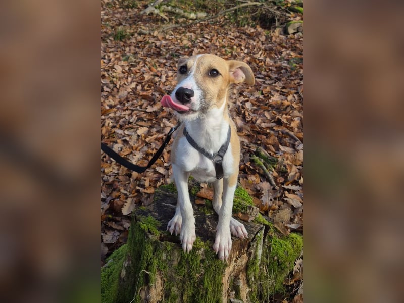Lia, kleine Hundedame in Deutschland