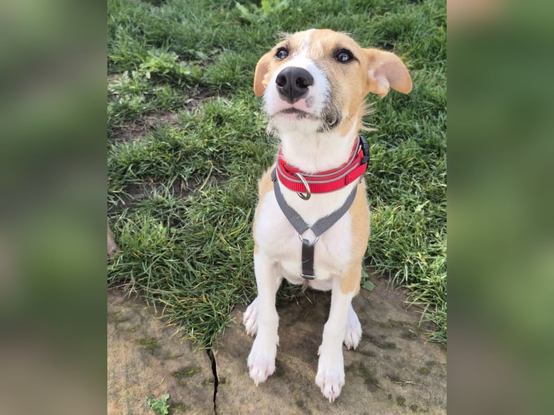 Lia, kleine Hundedame in Deutschland