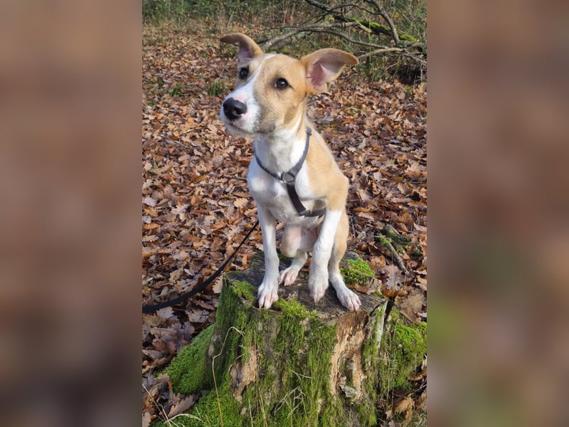 Lia, kleine Hundedame in Deutschland