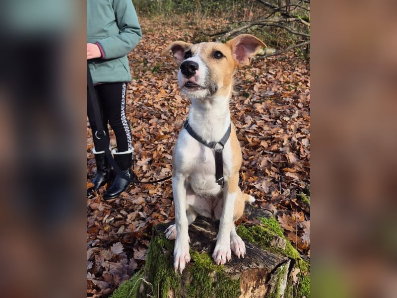 Lia, kleine Hundedame in Deutschland