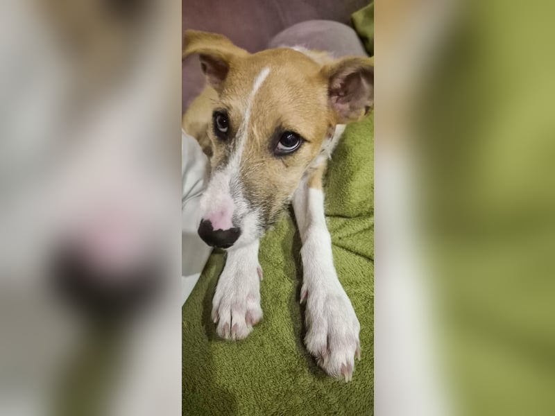 Lia, kleine Hundedame in Deutschland