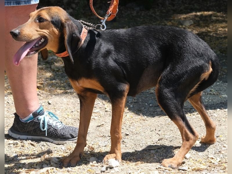 Columbiana - Scheue Jagdhündin *07/2016