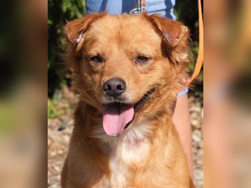 Daren - Aktiver Mischlingsrüde *04/2021