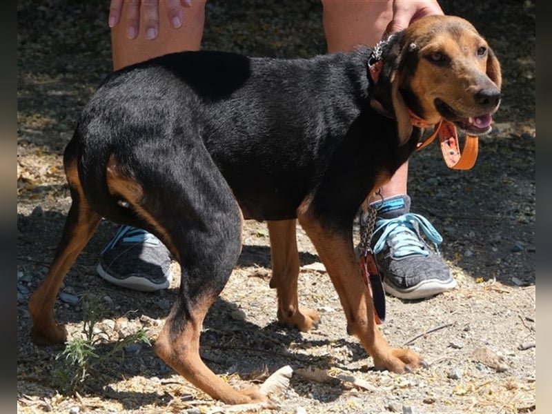 Columbiana - Scheue Jagdhündin *07/2016