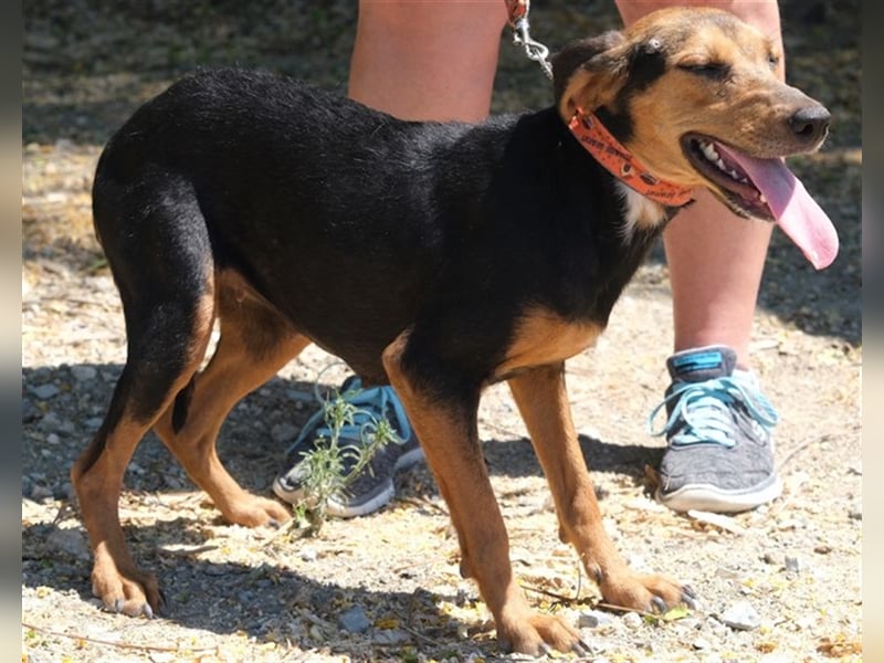 Columbiana - Scheue Jagdhündin *07/2016