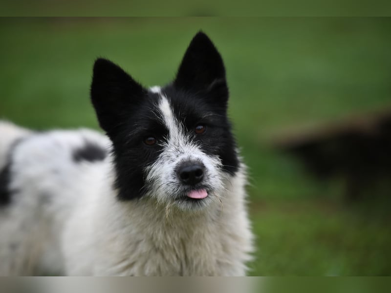 Ara sucht ein Zuhause