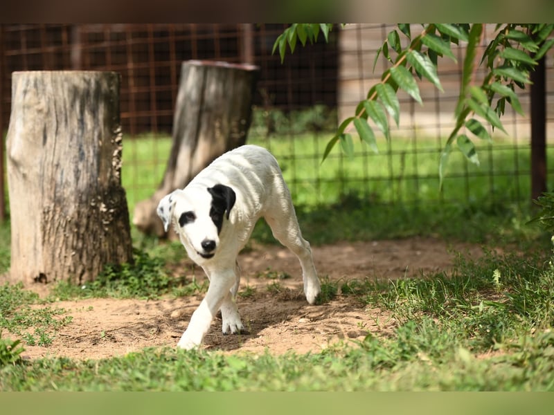 Nyra, ein kleiner Schatz, der auf sein Zuhause wartet