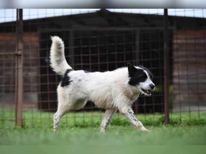 Ara sucht ein Zuhause