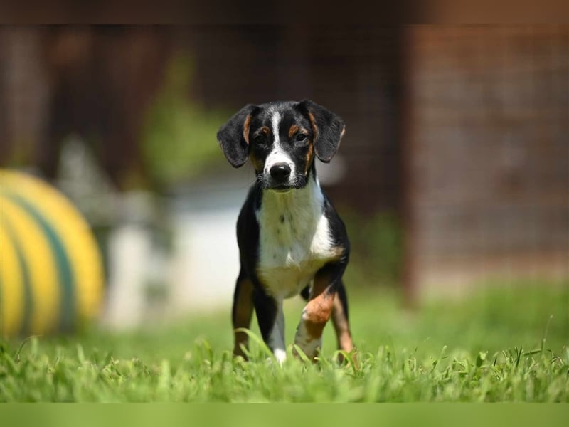 Dora sucht ein Zuhause