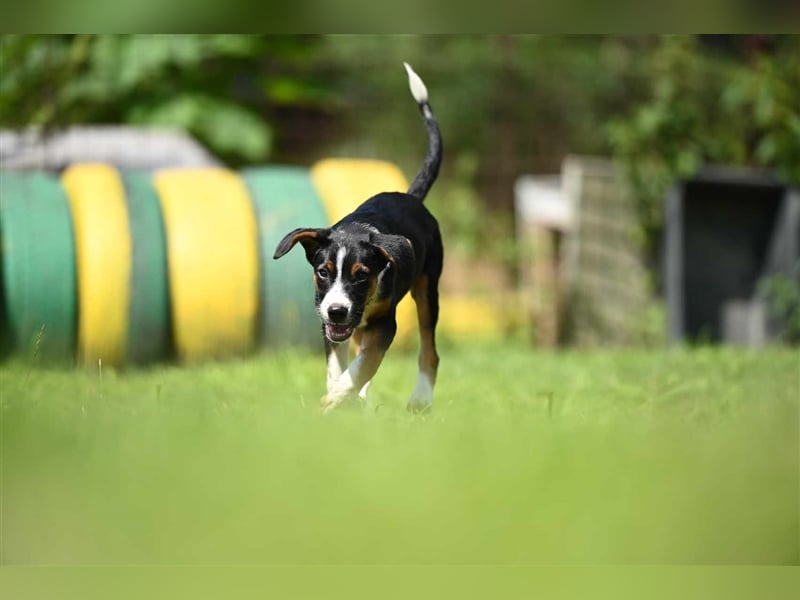 Dora sucht ein Zuhause