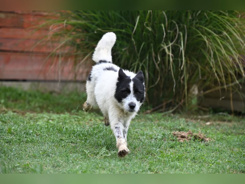 Ara sucht ein Zuhause